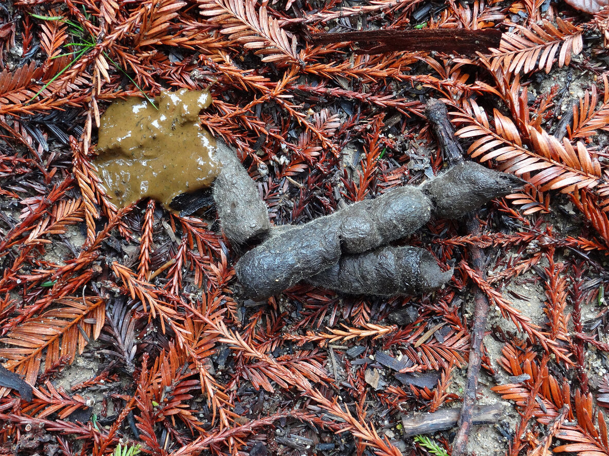 Wild cat feces (Photo) Credit gatito33 (iStock)
